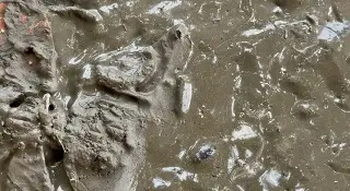 Reportan gusanos en lodo de las inundaciones en Veracruz