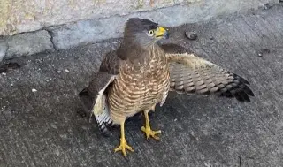Imagen Hallan águilas en colonia de Boca del Río (+foto)