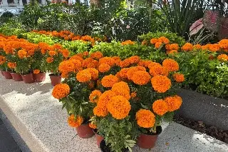 Imagen Adornan con cempasúchil y otros detalles el zócalo de Veracruz (+FOTOS)