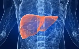 Imagen Identifican proteína como posible molécula terapéutica para prevenir hígado graso