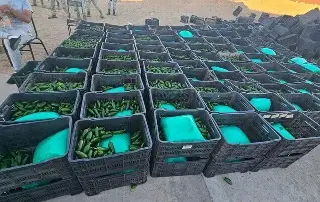 Decomisan una tonelada de droga entre cajas de chile 