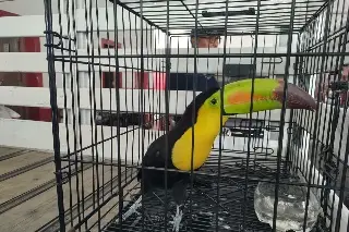 Un tucán aparece en colonia de Veracruz; autoridades lo capturan (+ video)