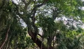 Imagen Plantarán decenas de árboles en Veracruz; checa cuándo 