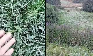 Imagen Continúan las heladas en estos municipios de Veracruz: Conagua 