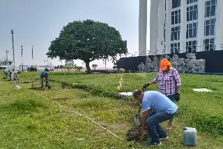 Imagina árboles rosa en Veracruz; pronto será realidad 
