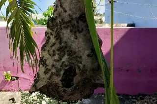Piden retirar panal gigante en Veracruz