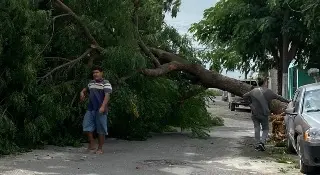 Imagen Se registran afectaciones en Veracruz y Boca del Río por evento de norte; aquí un recuento