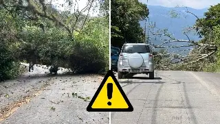 Imagen Fuertes vientos tiran árboles también en Coatepec