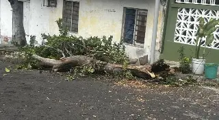 Imagen Cae un árbol en colonia Unidad Veracruzana