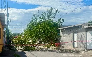Imagen Árbol deja sin energía eléctrica a vecinos de colonia en Veracruz