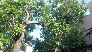 Imagen Cae árbol sobre vivienda, piden ayuda para retirarlo en Veracruz
