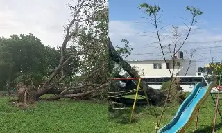 Cae árbol 'bastante grandecito' en kínder de Veracruz por el nortazo. Piden apoyo (+Video)