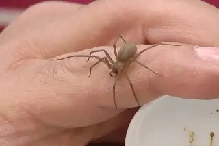 Imagen Estos son los animales venenosos más frecuentes en Veracruz ¿Hay antídotos en caso de picadura?