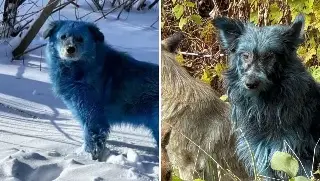 Imagen ¿Qué se sabe de los perros azules en zona alrededor de Chernobil, en Ucrania?