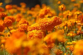 Cempasúchil, la flor mexicana que guía a las almas de los muertos de vuelta a sus hogares