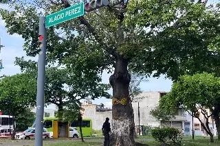 Piden no enterrar clavos a 'Árbol del Bikini' en Veracruz por esta razón