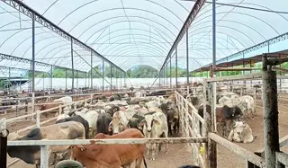 México y EU revisan avances contra el gusano barrenador y reapertura de la exportación