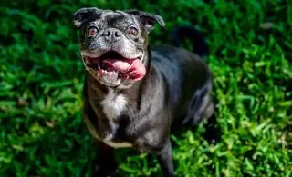 Conoce la importante de vacunar a tu mascota en esta temporada invernal 