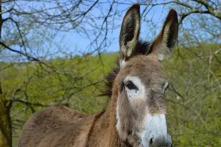 Jóvenes prenden cohete en la cola de un burro en Querétaro (+Video)