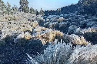 Se registra cencellada en el Cofre de Perote