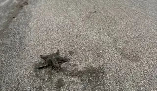 ¿Qué hacer si me encuentro en la playa una estrella de mar; son venenosas?