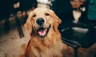 ¿Qué son capaces de detectar los perros con su olfato? 