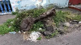 Árbol caído es nido de ratas, vecinos piden ayuda