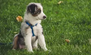 Conoce la importancia de vacunar a tu mascota en esta temporada invernal 