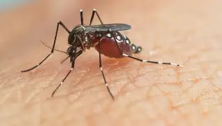 ¿Qué pudo provocar la llegada de mosquitos a Islandia por primera vez? Esto dice experto 