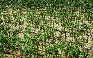 Sequía avanza en Veracruz: tres municipios en niveles críticos