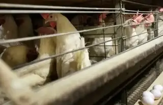 EU registra primera muerte de una persona por la cepa H5N5 de gripe aviar