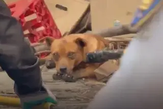 Rescatan a perro que provocó caos en Línea 2 del Metro (+Video)