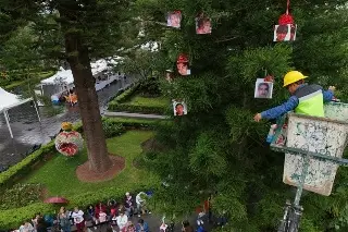 Colocan 50 regalos con rostros de desaparecidas en pino de la esperanza de Xalapa