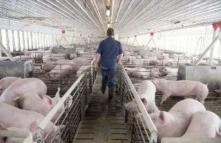 México suspende importaciones de carne de cerdo de España por la peste porcina