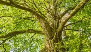 Investigadores descubren nueva especie de árbol en Ecuador 