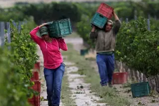 Fiscales rechazan plan de Trump para reducir el salario de los campesinos con visa H-2A