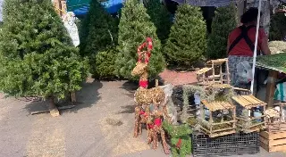 Esto es lo que gasta una familia para continuar la tradición del árbol de Navidad en Veracruz