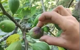 Plaga de mosca del Mediterráneo ataca producción de fruta en Tatatila, Veracruz 
