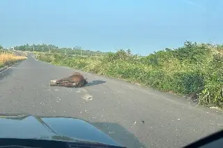 ¡Precaución! Caballo muerto en carretera hacia Riviera Veracruzana