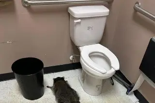 Hallan a mapache desmayado en el baño de licorería (+Video)