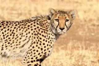 Este jueves se conmemora el Día Mundial del Guepardo