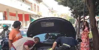 Rescatan tlacuache atrapado en el motor de un carro en Xalapa, Veracruz 