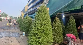 En estos precios pueden encontrar un árbol de navidad natural en zona de mercados en Veracruz