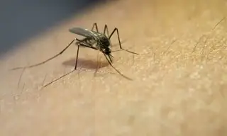 Esto es todo lo que debes de saber acerca del dengue 