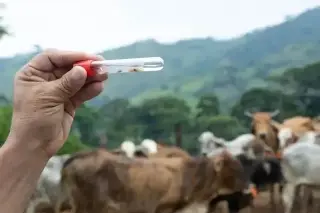 Gobierno trabaja con ganaderos para reforzar lucha contra gusano barrenador en México