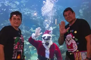 Santa Claus se sumergirá en la pecera arrecifal del Acuario de Veracruz 