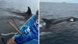 'Chulada de animales, aquí cerquita': pescadores captan impresionante encuentro con orcas (+Video)