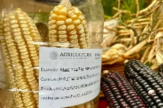 Este es la nueva variedad de maíz que resiste sequía y vientos hasta de 100 km/h