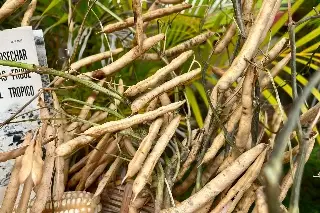 Surgió en Veracruz, ahora hay más de 200 millones de hectáreas en el mundo