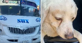 Consterna atropellamiento de perrito Xalapa; fue un camión de pasaje